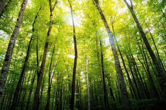 AdobeStock_383540825_web.jpg  